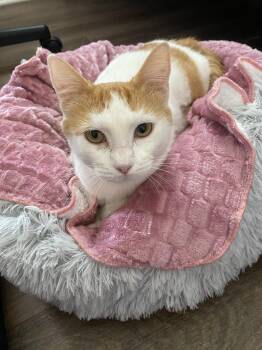 Domestic Short Hair Cats Available for Adoption -  Poppins - Sweet And Affectionate | PetCurious