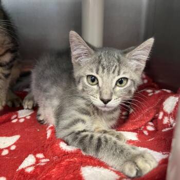 Chicago -  Domestic Short Hair Cat for Adoption in Fort Wayne, Indiana - Chicago | PetCurious