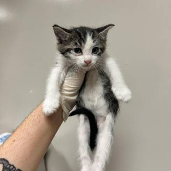 Mo -  Domestic Short Hair Cat for Adoption in Reno, Nevada - Mo | PetCurious