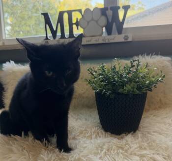 Jersey -  Bombay Cat for Adoption in Mears, Michigan - Jersey | PetCurious