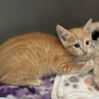 Cashew -  Domestic Short Hair Cat for Adoption in Jacksonville, Florida - Cashew | PetCurious
