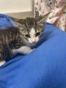 Star -  Tabby Cat for Adoption in Parlier, California - Star | PetCurious