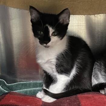Empress -  Domestic Short Hair Cat Available for Adoption in Walker, Michigan - Empress | PetCurious