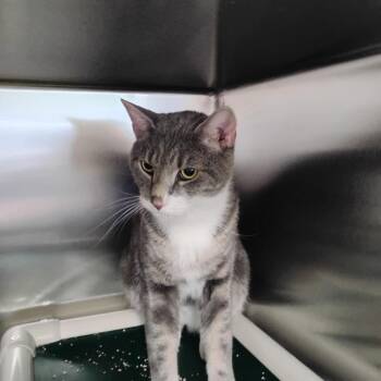 Ziggy -  Domestic Short Hair Cat for Adoption in Wilmington, Delaware - Ziggy | PetCurious