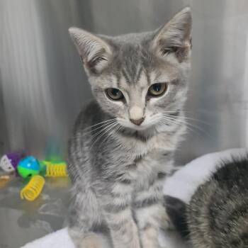 Rugaru -  Domestic Short Hair Cat for Adoption in Russellville, Kentucky - Rugaru | PetCurious