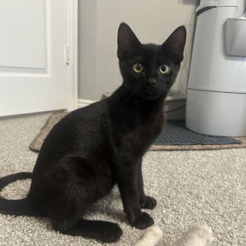 Rescue Domestic Short Hair Cats for Adoption in Dallas, Texas - Gherkin | PetCurious