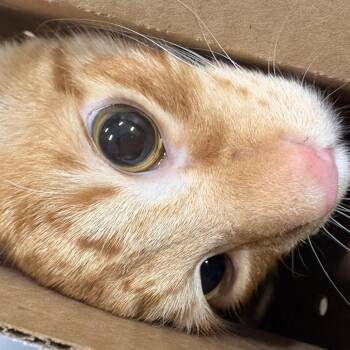 Domestic Medium Hair Cats Available for Adoption in Newark, New Jersey - Bun Bun | PetCurious