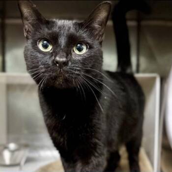 Domestic Short Hair Cats Available for Adoption - Liliana | PetCurious