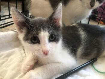 Ernie in foster care (must be adopted with a sibling) -  Domestic Short Hair Cat for Adoption in Ellicott City, Maryland - Ernie In Foster Care (must Be Adopted With A Sibling) | PetCurious