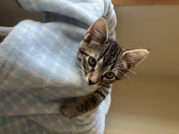 Leo -  Tabby Cat for Adoption in Wheeling, Illinois - Leo | PetCurious