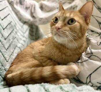 Freddie -  Domestic Short Hair Cat for Adoption in Gary, Indiana - Freddie | PetCurious