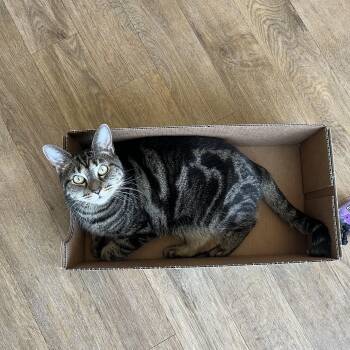 Tabby Cats Available for Adoption in Medford, Massachusetts - Jagger  | PetCurious