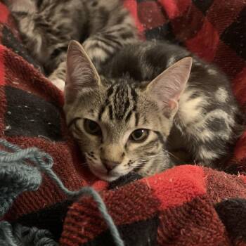 Ian -  Domestic Short Hair Cat for Adoption in Springfield, Oregon - Ian | PetCurious