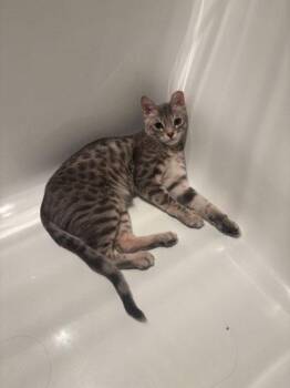 Dots -  Bengal and Domestic Short Hair Cat for Adoption in New York, New York - Dots | PetCurious