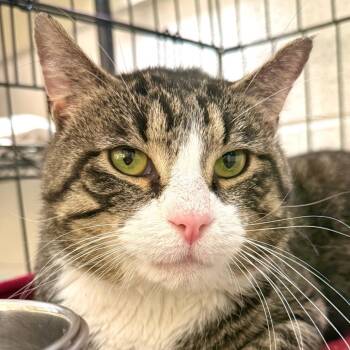 Ares -  Domestic Short Hair Cat for Adoption in Harrisonburg, Virginia - Ares | PetCurious