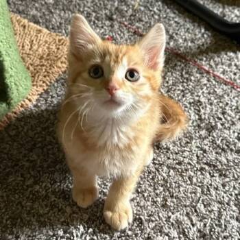 Rescue Domestic Short Hair Cats for Adoption in Rochester, Minnesota - Oliver | PetCurious