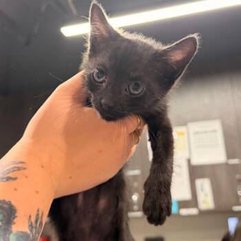 Elijah -  Domestic Short Hair Cat for Adoption in Tampa, Florida - Elijah | PetCurious