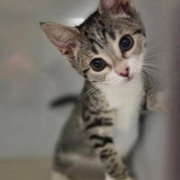 Rocky Road -  Domestic Short Hair Cat for Adoption in Pawling, New York - Rocky Road | PetCurious
