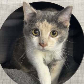 Rescue Domestic Short Hair Cats for Adoption in Etna, Pennsylvania - Dearie | PetCurious