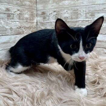 Imani -  Domestic Short Hair Cat for Adoption in Lexington, Kentucky - Imani | PetCurious