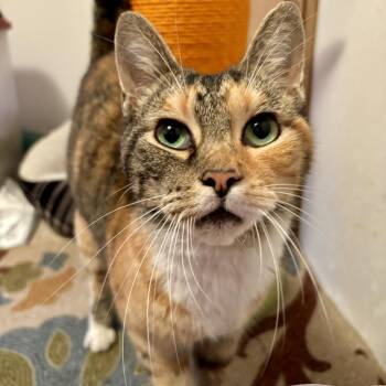 Rescue Domestic Short Hair Cats for Adoption in Granville, Ohio - Tillie | PetCurious