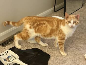 Chester -  Domestic Short Hair Cat for Adoption in Canal Winchester, Ohio - Chester | PetCurious