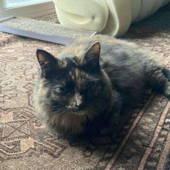Maple - Available from Foster -  Domestic Long Hair Cat for Adoption in South Burlington, Vermont - Maple - Available From Foster | PetCurious