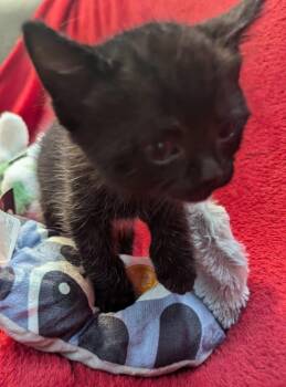Domestic Short Hair Cats Available for Adoption - Tiny - B: Adorable Kitten Boy! (OR-685041) | PetCurious
