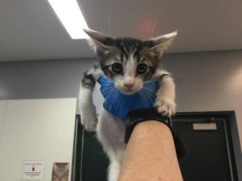 JUNO -  Domestic Short Hair Cat Available for Adoption in Thousand Palms, California - JUNO | PetCurious