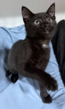 Jazzlynn -  Domestic Short Hair Cat for Adoption in Jackson, Georgia - Jazzlynn | PetCurious