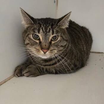 Jasper -  Domestic Short Hair Cat for Adoption in Oak Brook, Illinois - Jasper | PetCurious