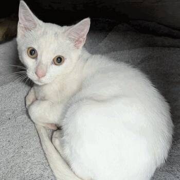 Casper -  Domestic Short Hair Cat for Adoption in New York, New York - Casper | PetCurious