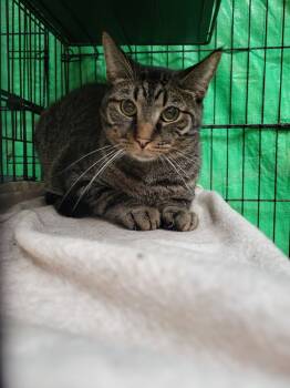 Rescue Domestic Short Hair Cats for Adoption in Lorain, Ohio - Balto | PetCurious