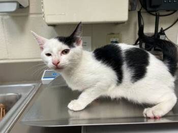 Rescue Domestic Short Hair Cats for Adoption in Gray, Louisiana - Garland | PetCurious