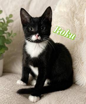 Roku -  Domestic Short Hair and Tuxedo Cat for Adoption in Saginaw, Michigan - Roku | PetCurious