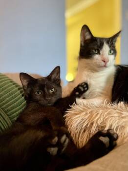 Domestic Short Hair Cats Available for Adoption - Dave “the Hammer” Schulz | PetCurious