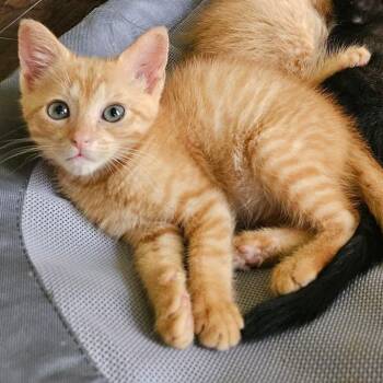 Salsa -  Domestic Short Hair Cat for Adoption in Murfreesboro, Tennessee - Salsa | PetCurious