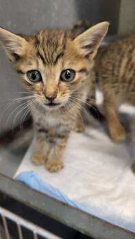 Stormy -  Domestic Short Hair Cat for Adoption in Metter, Georgia - Stormy | PetCurious