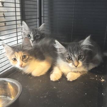 Honeycrisp -  Domestic Long Hair and Maine Coon Cat for Adoption - Honeycrisp | PetCurious