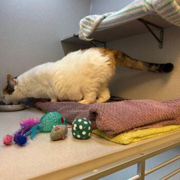 Sweetpea -  Domestic Short Hair Cat for Adoption in Pittsburgh, Pennsylvania - Sweetpea | PetCurious
