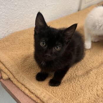 Bud -  Domestic Short Hair Cat for Adoption in Fresno, California - Bud | PetCurious