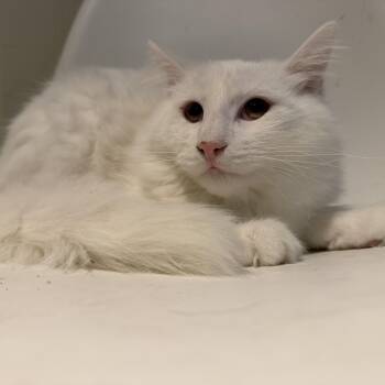 Seagul -  Domestic Long Hair Cat for Adoption in Lemont, Illinois - Seagul | PetCurious