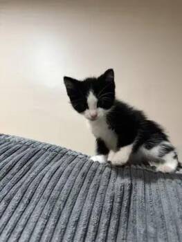 Sparrow -  Domestic Short Hair Cat for Adoption in Wyoming, Michigan - Sparrow | PetCurious