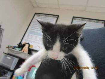 Pugsley(620) -  Domestic Short Hair Cat for Adoption in Marietta, Georgia - Pugsley(620) | PetCurious