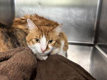 GARFIELD -  Domestic Short Hair Cat for Adoption in Grand Prairie, Texas - GARFIELD | PetCurious