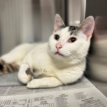 Domestic Short Hair Cats Available for Adoption in Hendersonville, North Carolina - Brent | PetCurious