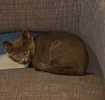 Tanya Liteoff -  Domestic Short Hair Cat for Adoption in Fort Collins, Colorado - Tanya Liteoff | PetCurious