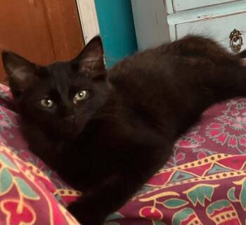Momo -  Domestic Medium Hair Cat for Adoption in Candler, North Carolina - Momo | PetCurious