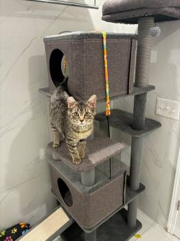 Domestic Short Hair Cats Available for Adoption in Seattle, Washington - Suki | PetCurious