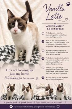Vanilla Latte -  Siamese Cat for Adoption in Phoenix, Arizona - Vanilla Latte | PetCurious